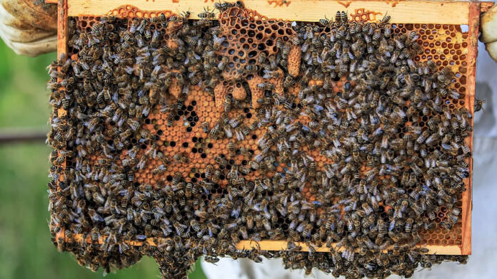 Man aangehouden wegens diefstal van 60 bijen lokkasten