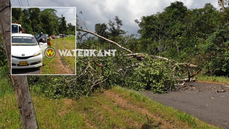 Wegversperring door omgevallen boom op Oost-Westverbinding nabij Coronie