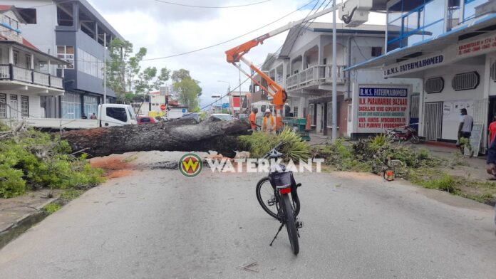 Omgevallen boom dwars over de Keizerstraat in Paramaribo