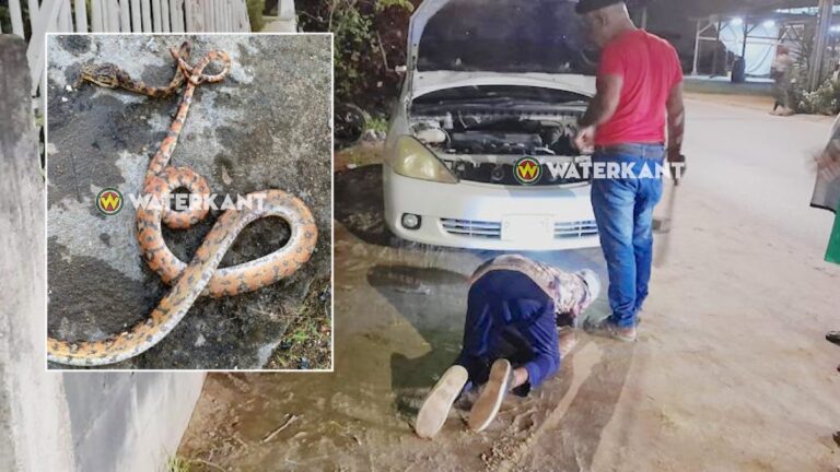 Bizar: 19-jarige vrouw door slang in auto gebeten