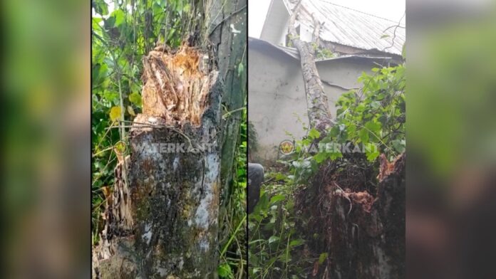 Woonhuis beschadigd door omgevallen boom