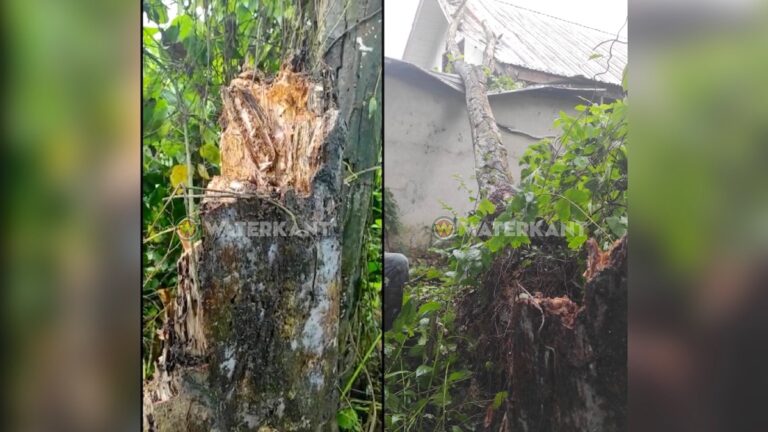 Woonhuis beschadigd door omgevallen boom