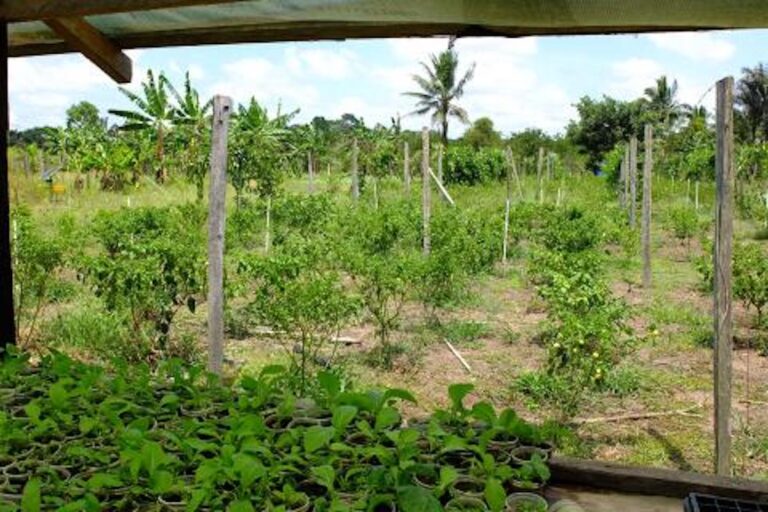 Na 15 jaar weer landbouwtelling in Suriname