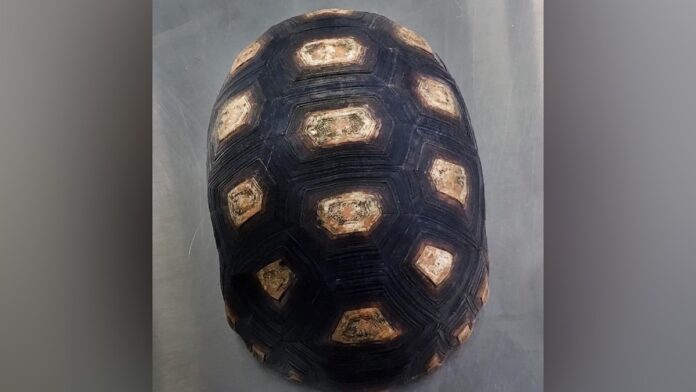 Nederlandse douane neemt schild van schildpad in beslag