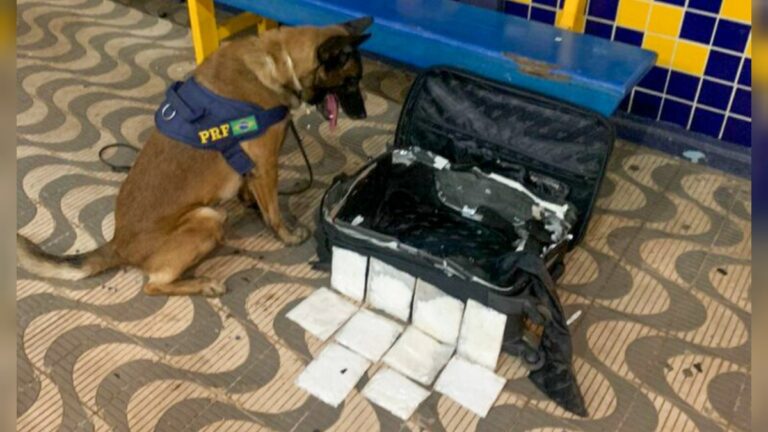 Braziliaanse drugshond onderschept 1 kg cocaïne in koffer van vrouw uit Suriname