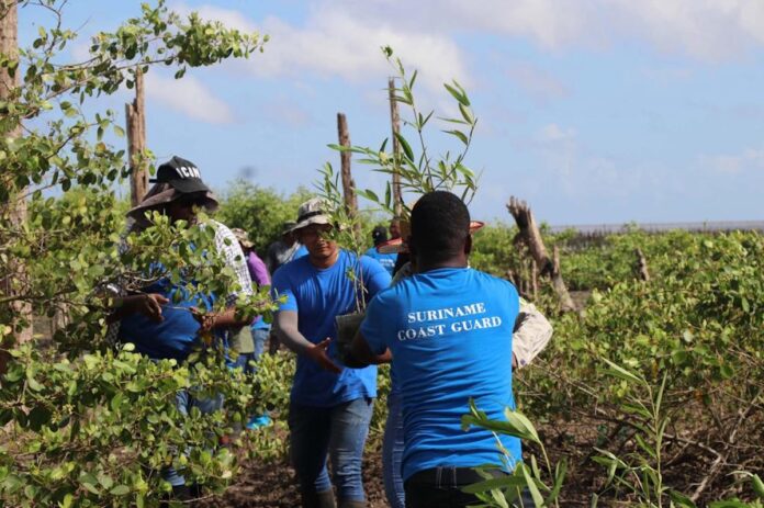 Kustwacht ondersteunt project mangrove-aanplant