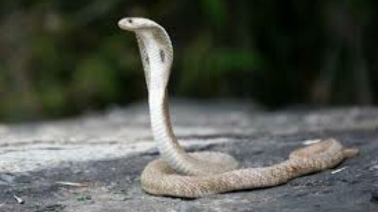 Jongen (8) bijt cobra dood nadat het reptiel hem aanvalt