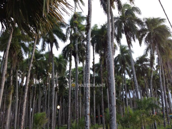 De bekende Palmentuin in Suriname