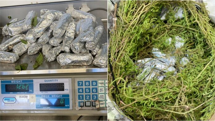 Nederlandse speurhond onderschept 1 kilo cocaïne in pakket met takken uit Suriname