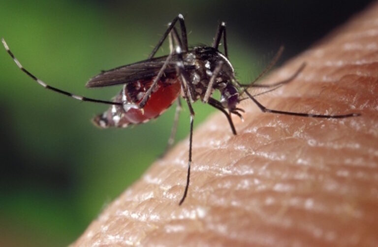 De muskiet die dengue overbrengt