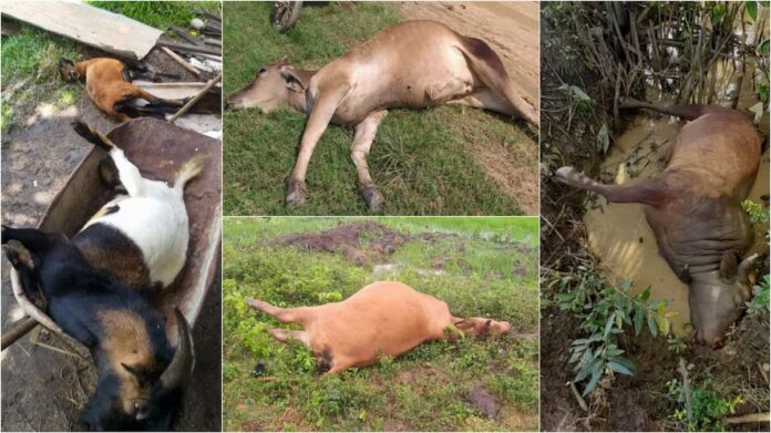 LVV: 'Dode dieren op foto's niet uit gebieden waar rattengif is verstrekt door LVV'