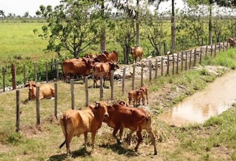 Koeien in Suriname