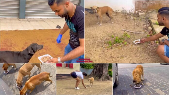 Comedian geeft straathonden eten op Valentijnsdag