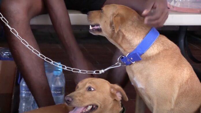 Mega honden en katten sterilisatie- en castratieproject in Suriname