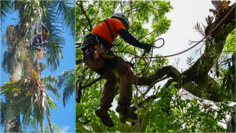Internationale consultants beklimmen bomen Palmentuin voor inspectie