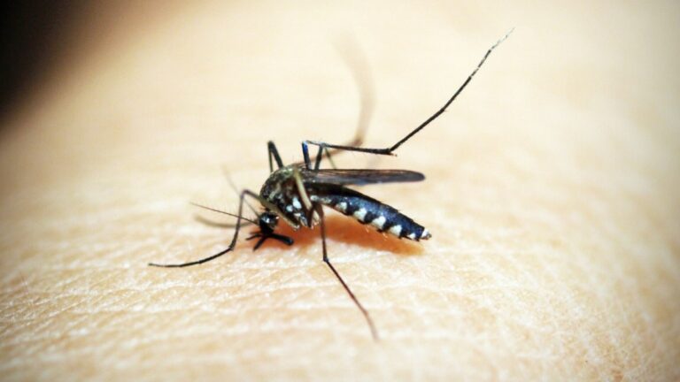 Dengue muskiet