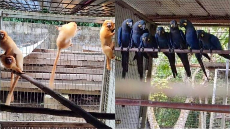 Internationaal beschermde apen en papegaaien vanuit Brazilië gesmokkeld naar Suriname