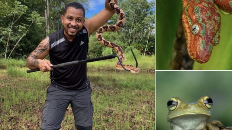 TV-serie duikt in de mysterieuze wereld van reptielen en amfibieën in Suriname