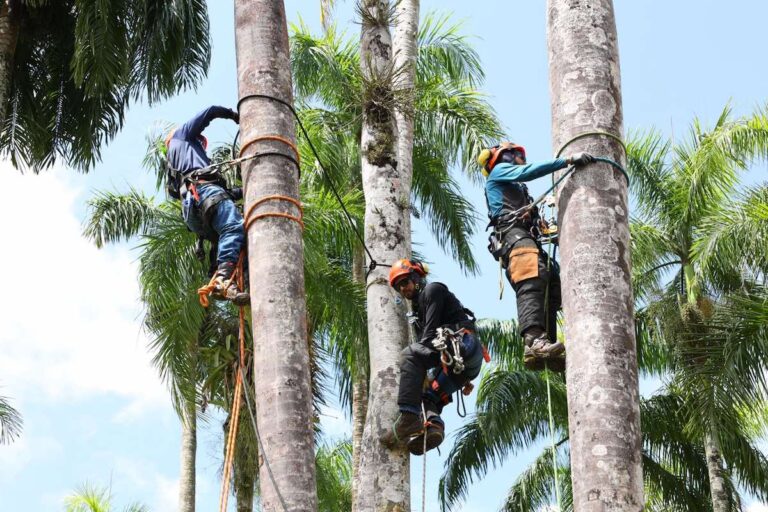 Buitenlandse boomdeskundigen adviseren bij verwijderen bomen Palmentuin