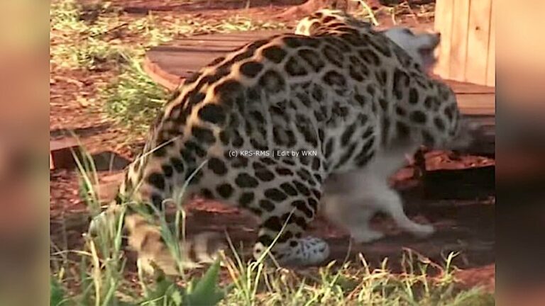 Opnieuw meldingen van jaguar in ressort Rijsdijk; kalveren en honden gedood