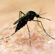 Autoriteiten bevestigen dengue-epidemie