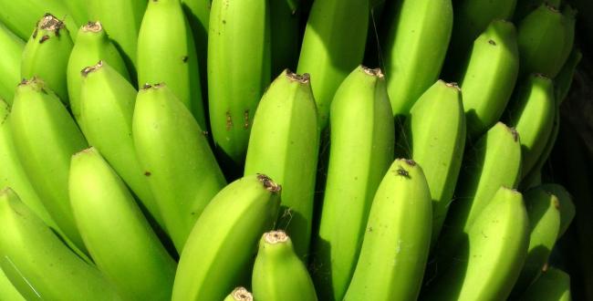 Belgisch bedrijf neemt bananenindustrie Suriname over