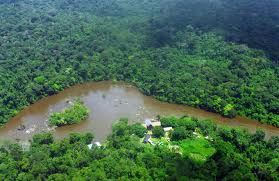 ‘Suriname kan onvoorstelbaar rijk worden van bos’