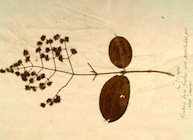 Oudste Surinaamse plantencollectie één dag in museum te zien