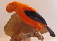 Onderzoek naar illegale export beschermde vogels uit Suriname