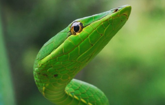 Nieuw boek bij VACO: ‘Slangen in Suriname’