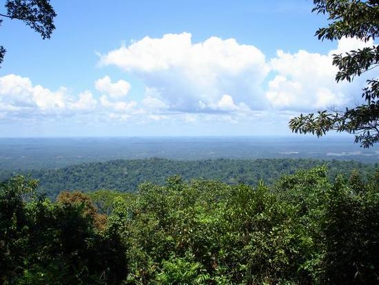 Bescherming Surinaams bos streepje intenser